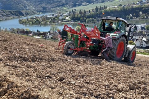 Weinbergsarbeit beim Pflanzen. Im Bild zu sehen Traktor an Hangfläche. Im Hintergrund Mosellandschaft.