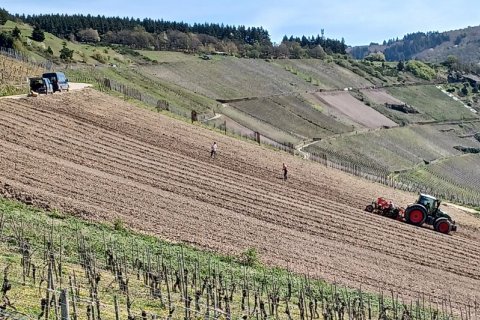Weinbergsarbeit beim Pflanzen. Im Bild zu sehen aus der Ferne Personen bei der Arbeit und Traktor an Hangfläche.