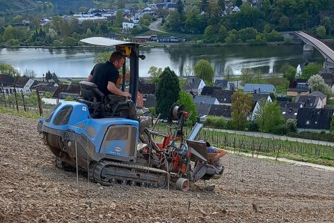 Weinbergsarbeit beim Pflanzen mit der Raupe. Zwei Personen auf Raupe.
Im Hintergrund die Mosel und Wohngebäude.