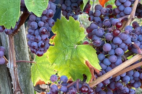Rote Trauben am Rebstock im Detailausschnitt