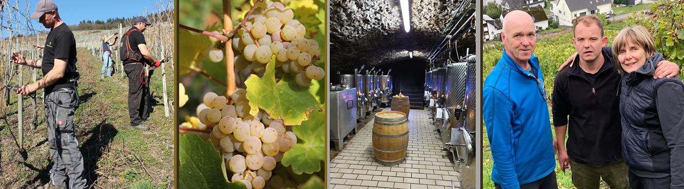 Arbeiten im Weinberg, Rebe und Weinkeller mehrere Bilder v.l.n.r. Arbeit im Weinberg, Rebe, Blick in den Weinkeller, die drei Löwens im Weinberg
