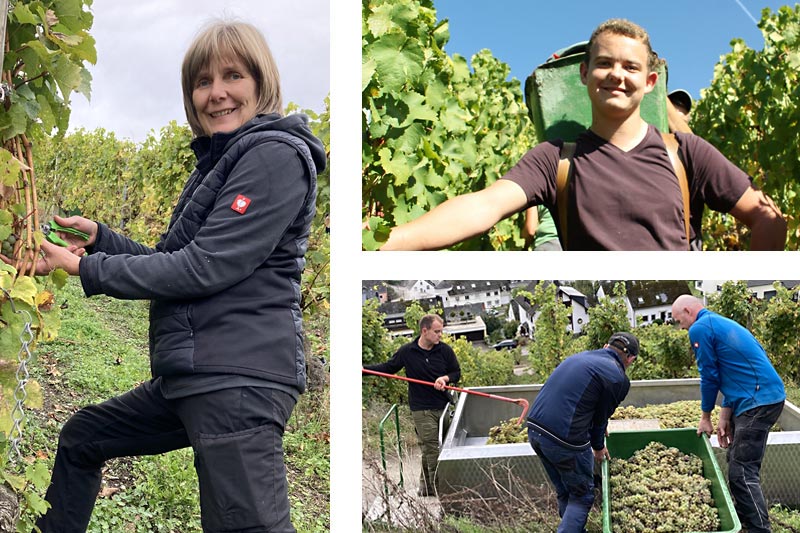 Collage Rebenschneiden, Arbeit im Weinberg Collage mit drei Bildern: linkes Bild beim Rebenschneiden, rechte Bilder oben und unten: Arbeiten im Weinberg