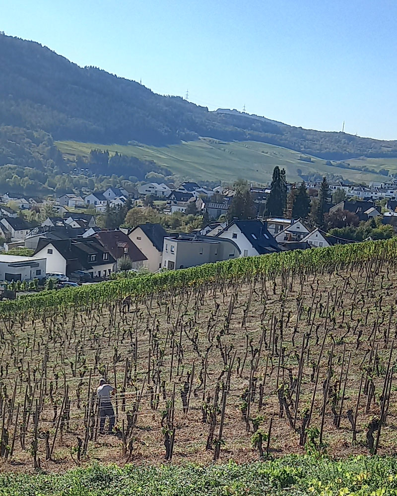 Mann haut alte Rebstöcke aus bestehenden Weinberg aus für eine Neuanlage.