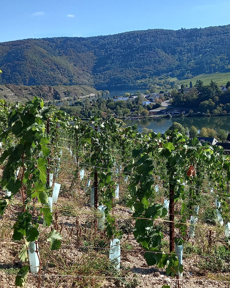 Gut angewachsene junge Reben mit Blättern aus einer Neuanlage.