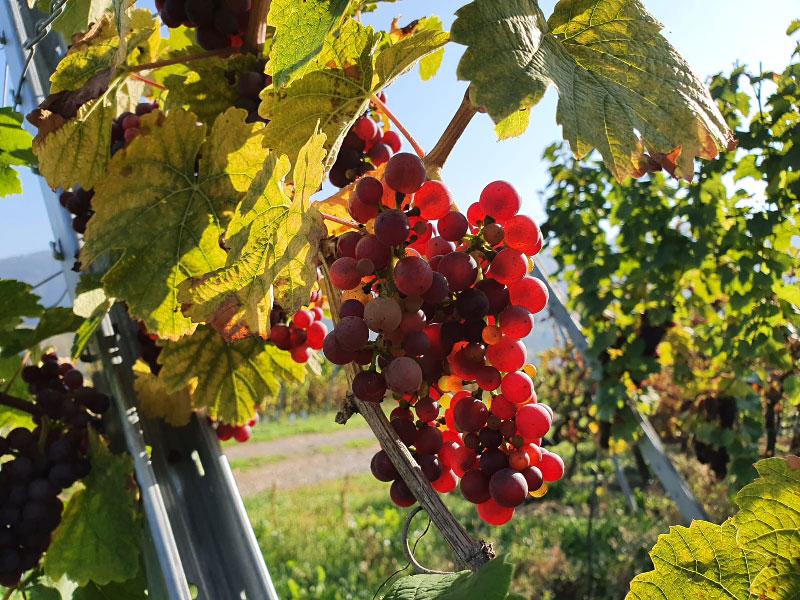 Rebe Roter Riesling Rebe Roter Riesling